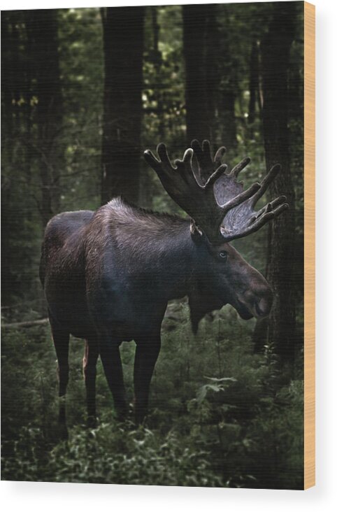 Alertness Wood Print featuring the photograph A Moose In The Woods Looking At Camera by Michael Duva