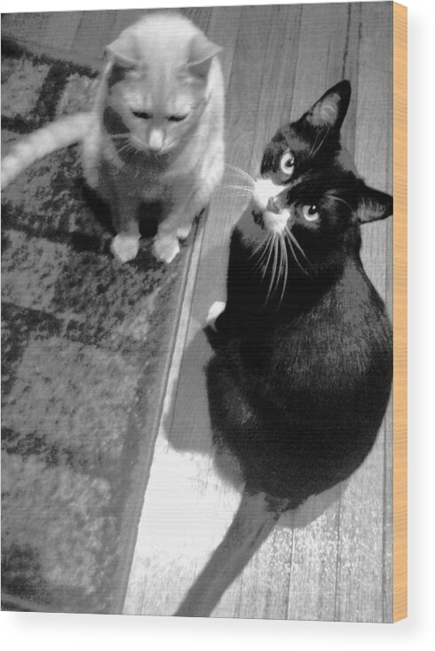 Tan Cat Wood Print featuring the photograph Are You Okay by Debra Grace Addison