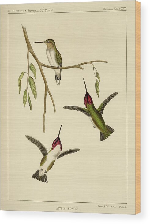 Birds Wood Print featuring the mixed media Atthis Costae by Bowen and Co lith and col Phila