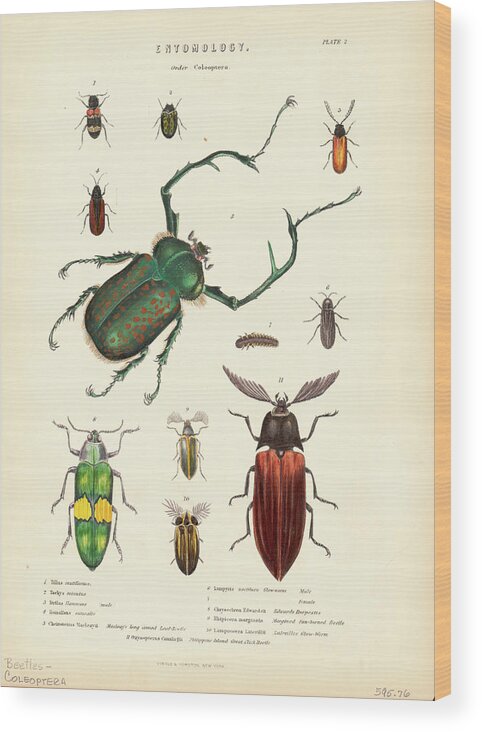 Insect Wood Print featuring the photograph Beetle Species by Kean Collection