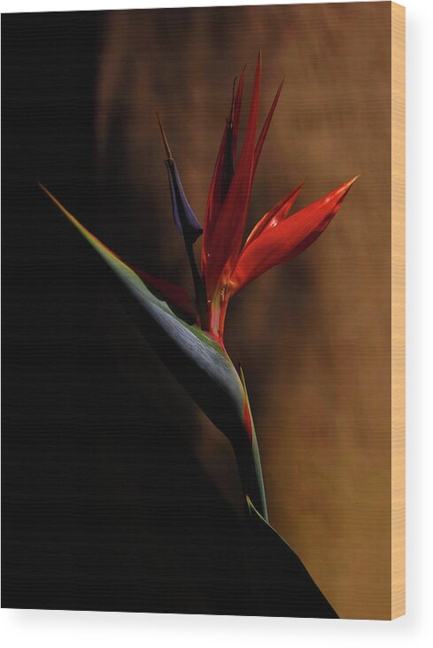 Bird Of Paradise Wood Print featuring the photograph Bird Of Paradise by Kandy Hurley