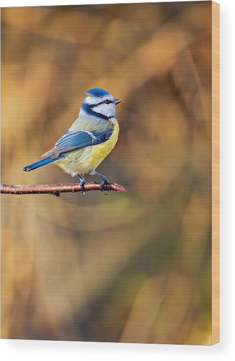 Autumn Wood Print featuring the photograph Blue Tit In The Morning Light by Norbert Maier
