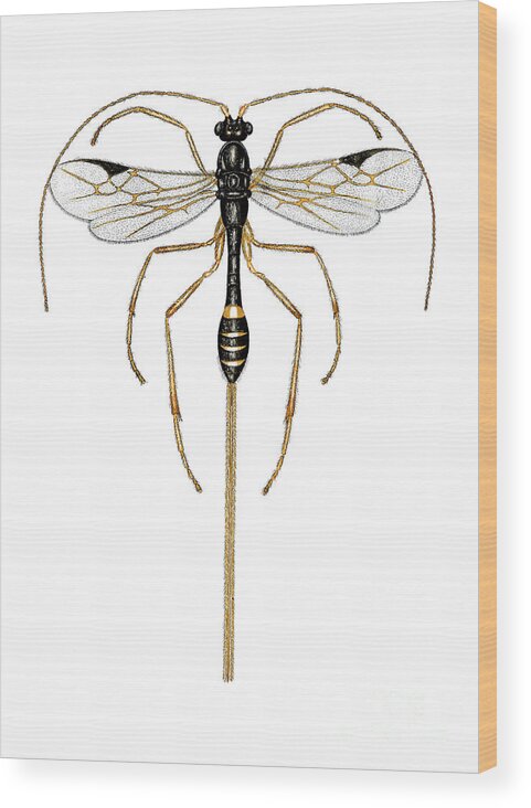 Animal Wood Print featuring the photograph Braconid Wasp by Dr Keith Wheeler/science Photo Library