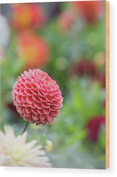 Cheerful Wood Print featuring the photograph Bright and cheery pompom dahlia by Anita Nicholson