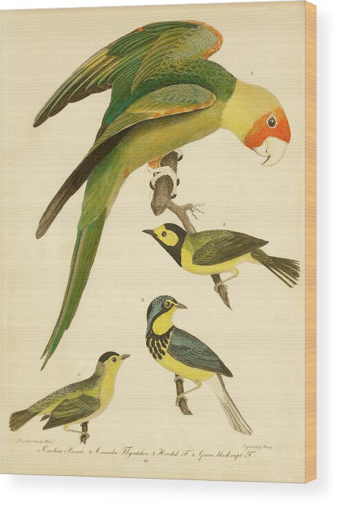 Birds Wood Print featuring the mixed media Carolina Parrot by Alexander Wilson
