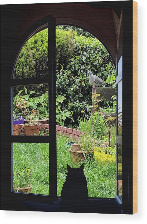Cat Looking Out Wood Print featuring the photograph Cat looking out the window by Tatiana Travelways