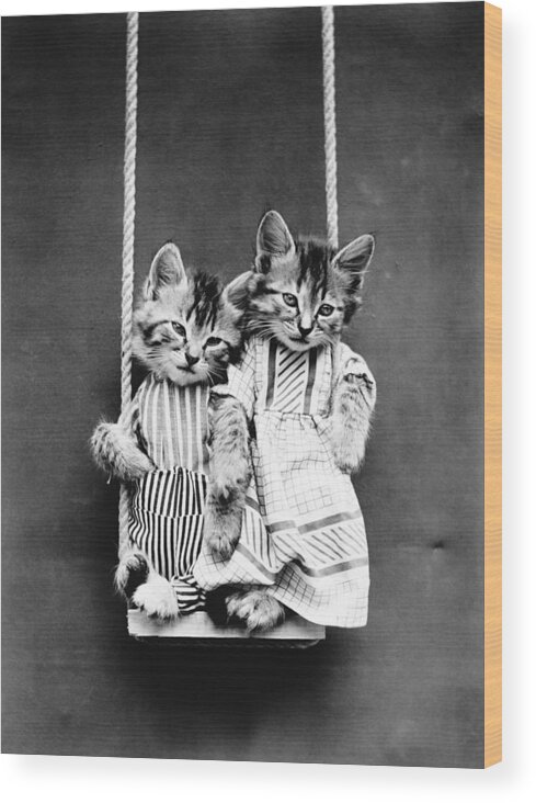 Funny Animals Wood Print featuring the photograph Cats On A Swing - Harry Whittier Frees by War Is Hell Store