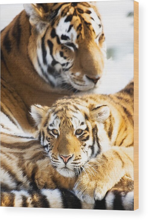 Snow Wood Print featuring the photograph Cub Resting On His Mother by Vtwinpixel