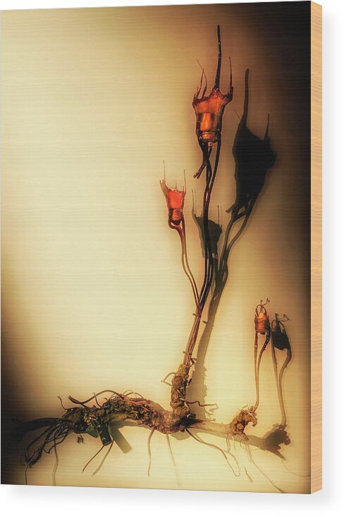 Cultivation Wood Print featuring the photograph Cultivation of bulbs by Micah Offman