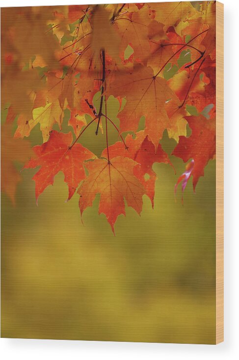 New England Wood Print featuring the photograph Fall Leaves by Rob Davies