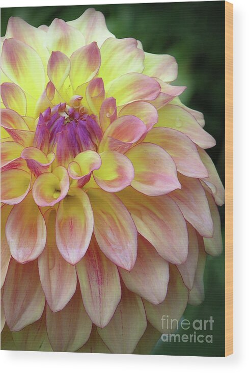 Floral Wood Print featuring the photograph Dahlia Fantasy by Randall Dill
