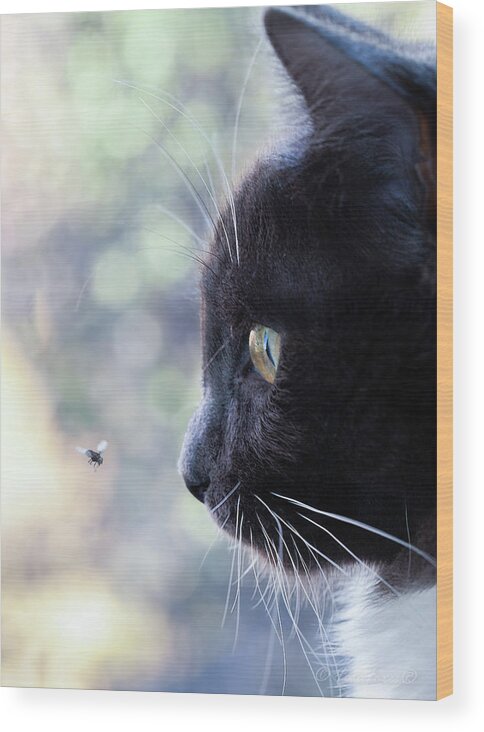 Cat Wood Print featuring the photograph Flyby by Alexander Fedin