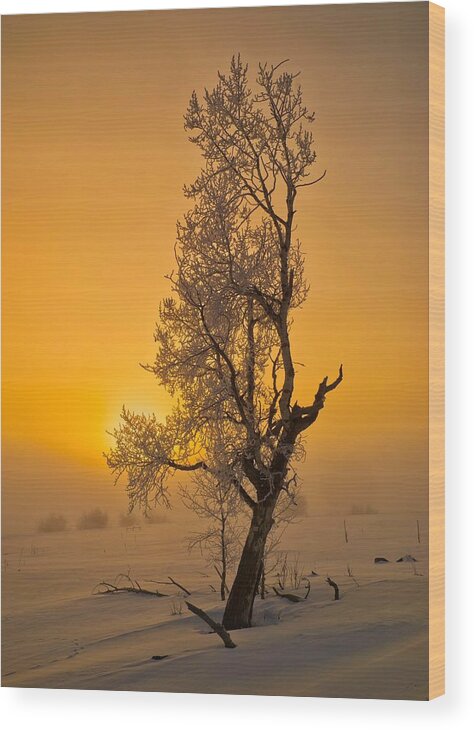 Fog Wood Print featuring the photograph Frosted Tree by Tom Gresham