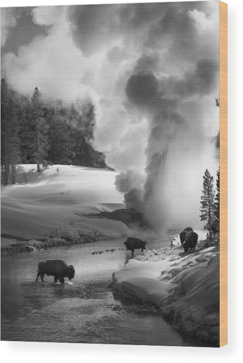 Geyser Wood Print featuring the photograph Geyser In Action by Shenshen Dou