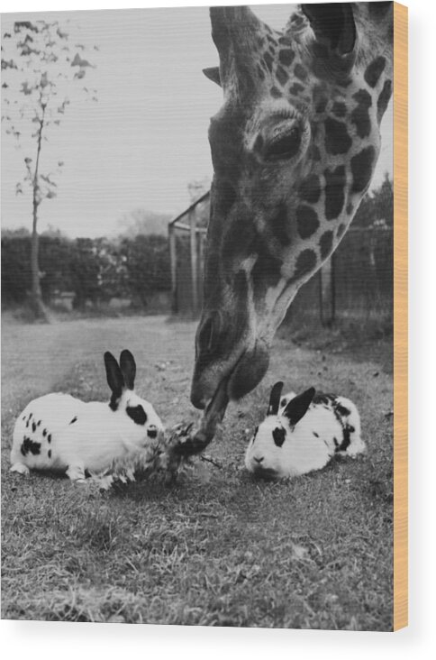 Rabbit Wood Print featuring the photograph Giraffe Eating The Food Of Neighbours by Keystone-france