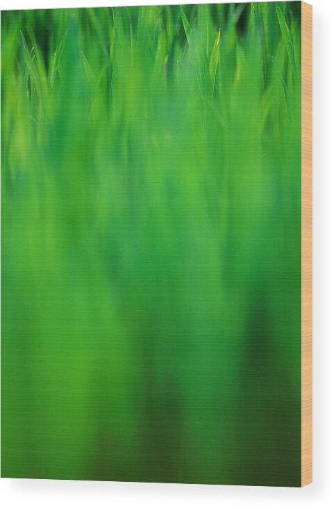 Grass Wood Print featuring the photograph Grass, Close-up Defocussed by Jason Hawkes