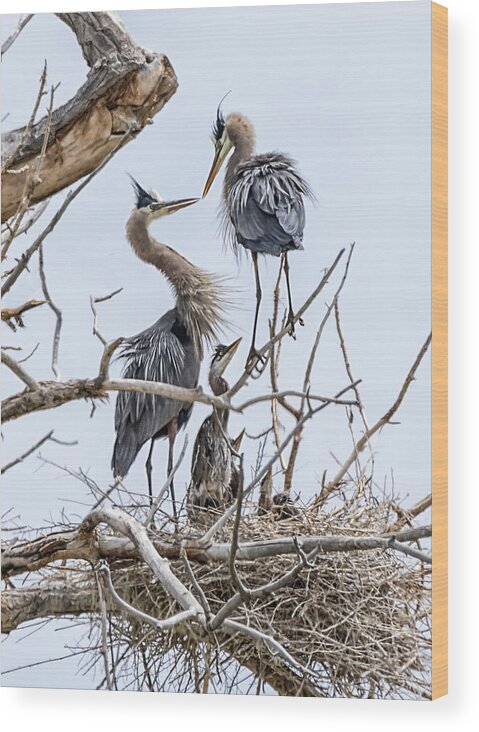 Stillwater Wildlife Refuge Wood Print featuring the photograph Great Blue Heron Rookery 4 by Rick Mosher