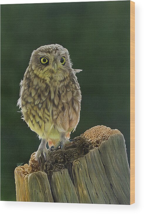 Little Owl Wood Print featuring the painting Little Owl by Raymond Ore