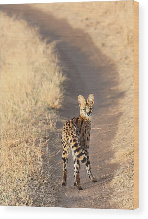 Serval Wood Print featuring the photograph Looking Back. by Cheng Chang