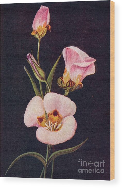 1910-1919 Wood Print featuring the drawing Mariposa Tulip, C1915, 1915 by Print Collector