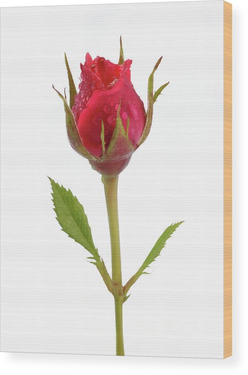 White Background Wood Print featuring the photograph Miniature Pink Rose Bud With Water by Rosemary Calvert