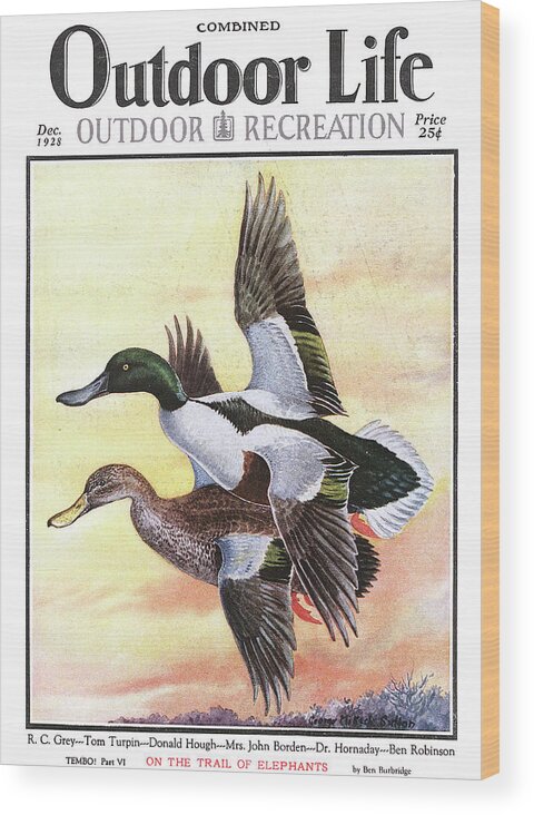 Mallard Wood Print featuring the painting Outdoor Life Magazine Cover December 1928 by Outdoor Life