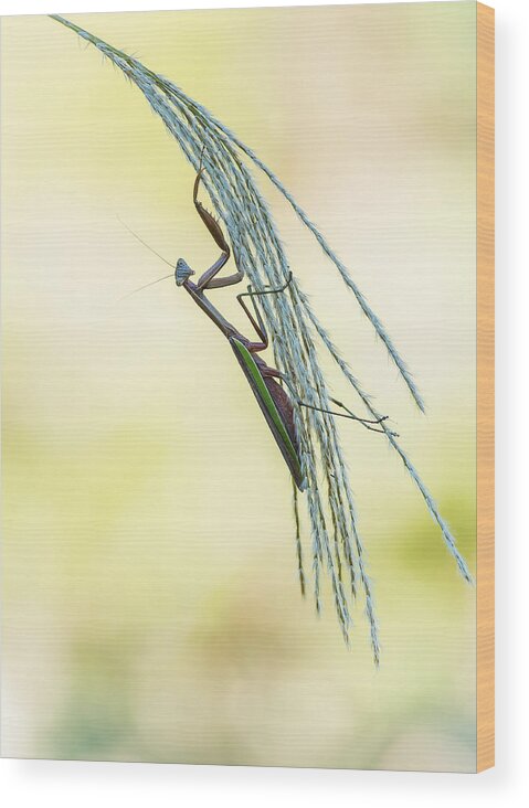 Macro Wood Print featuring the photograph Posing Mantis by Wei (david) Dai