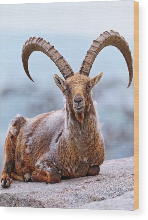 Horned Wood Print featuring the photograph Proud Lying Ibex by Picture By Tambako The Jaguar