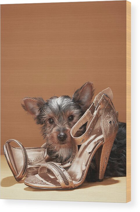 Pets Wood Print featuring the photograph Puppy With Damaged Shoe by Martin Poole