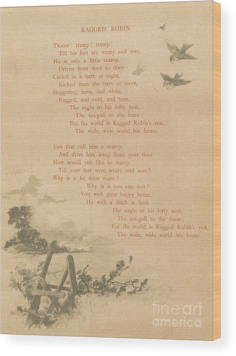 Poetry Wood Print featuring the drawing Ragged Robin by Print Collector
