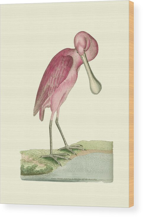 Animals & Nature Wood Print featuring the painting Roseate Spoonbill by Frederick P. Nodder
