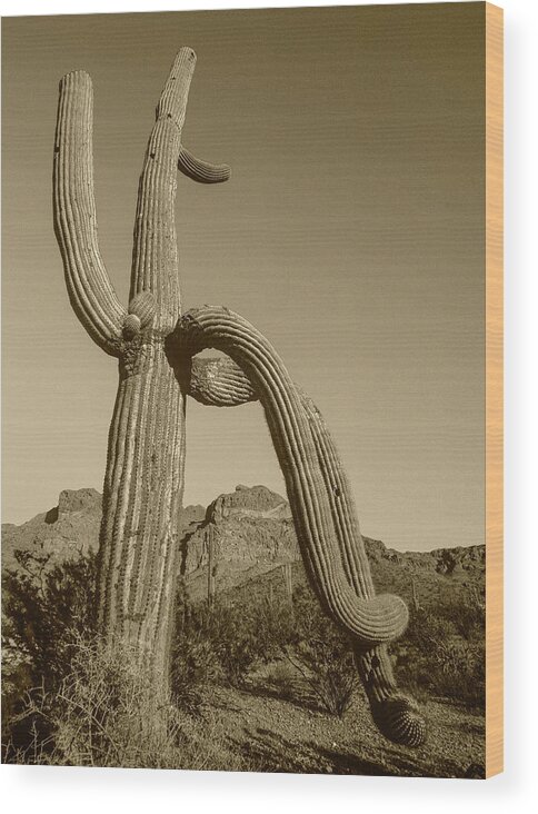 Disk1216 Wood Print featuring the photograph Saguaro And Ajo Mts. by Tim Fitzharris
