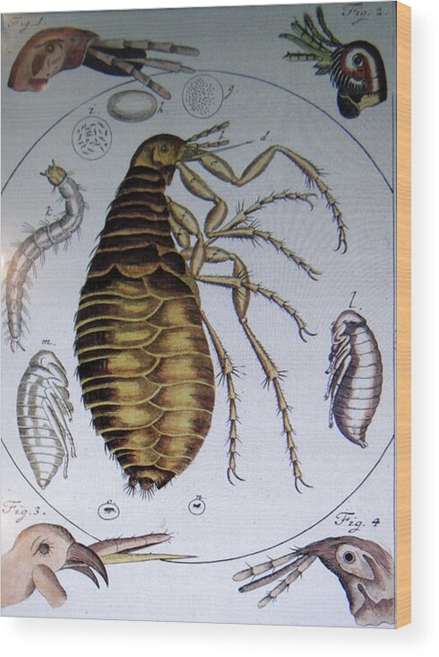 18th Wood Print featuring the photograph Scientific drawing of a flea by Steve Estvanik