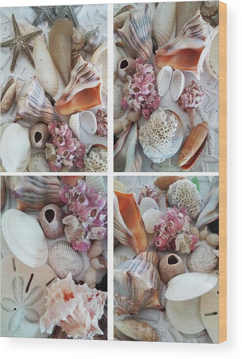 Still Life Wood Print featuring the photograph Seashell Assortment Quadriptych by Sharon Williams Eng
