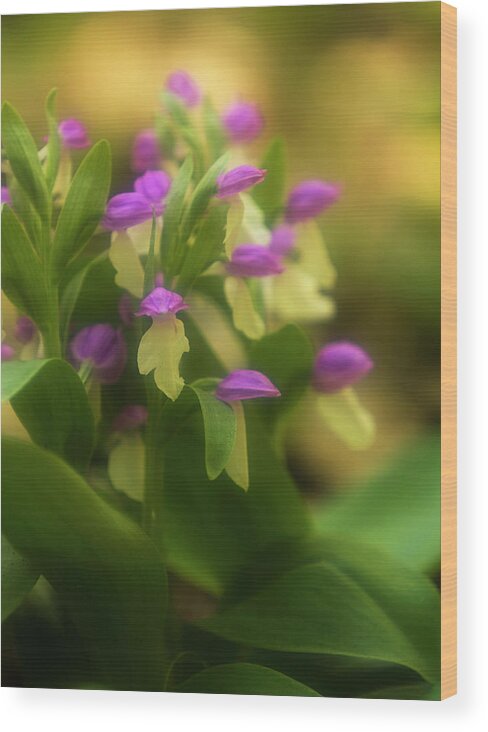 Purple Wood Print featuring the photograph Showy Orchis, Orchis Spectabilis by Jerry Whaley