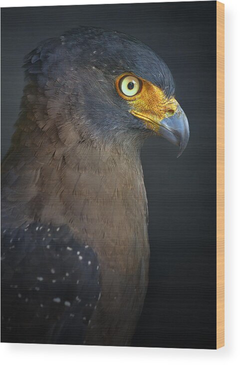 Bird Wood Print featuring the photograph Stare by Fahmi Bhs