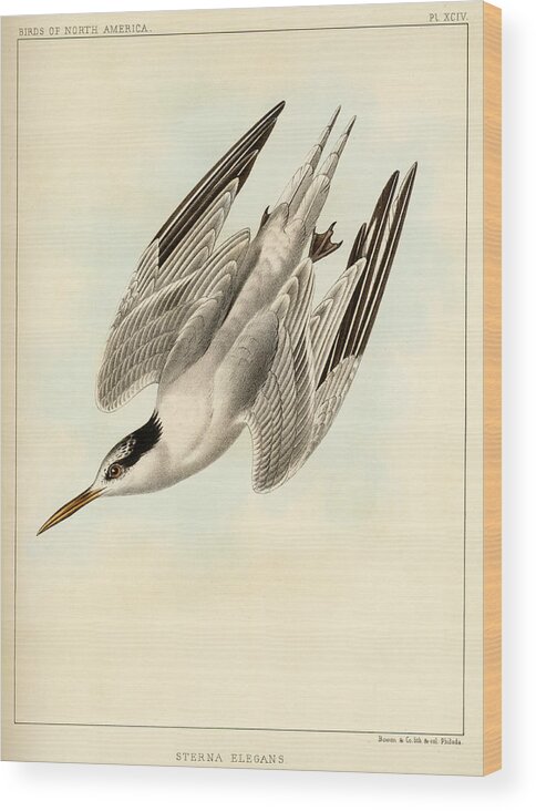 Birds Wood Print featuring the mixed media Sterna Elegans by Bowen and Co lith and col Phila