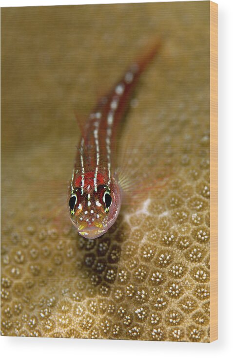 Underwater Wood Print featuring the photograph Tropical Striped Triplefin by Lea Lee