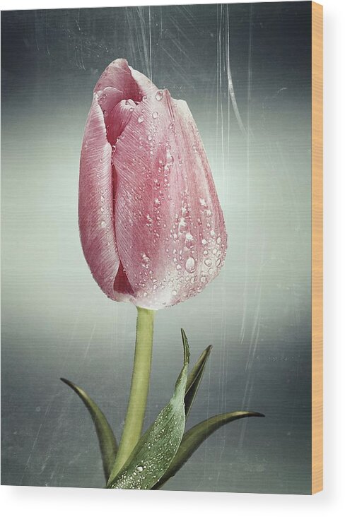 Clock Wood Print featuring the photograph Tulipan by Bess Hamiti