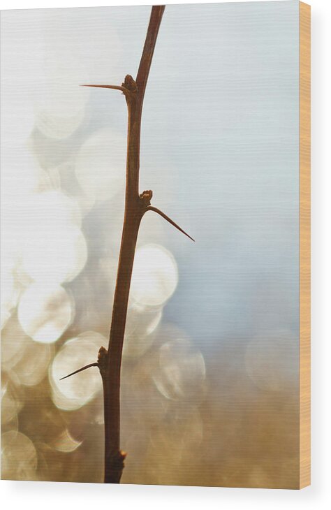 Tranquility Wood Print featuring the photograph Usa, Pennsylvania, Poconos, Close-up Of by Tetra Images