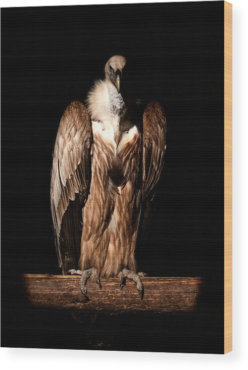 Bird
Predator
Hunting
Vulture
Lowkey
Portrait Wood Print featuring the photograph Vulture by Peter Schade