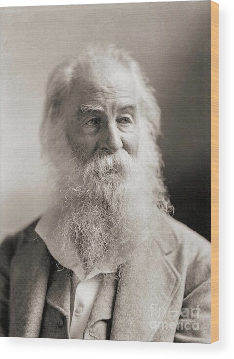 Napoleon Wood Print featuring the photograph Walt Whitman, Portrait By Napoleon Sarony by Napoleon Sarony