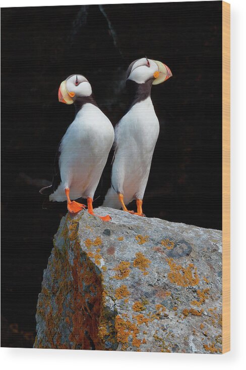 Vertebrate Wood Print featuring the photograph White-chested Puffins, Fratercula by Mint Images/ Art Wolfe