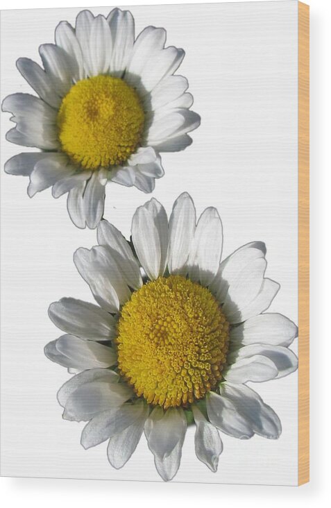 White Daisies Wood Print featuring the photograph White Daisies Flower Best for Shirts by Delynn Addams