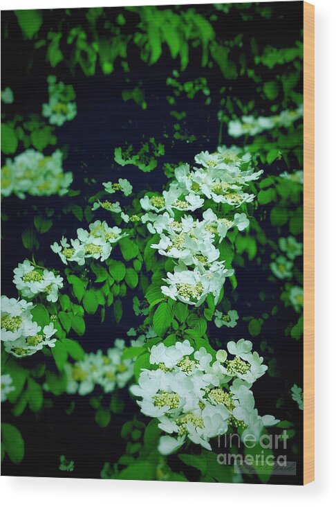 White Blossoms Wood Print featuring the photograph White Steps into the Darkness by Gary F Richards