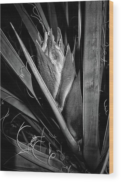 Flower Wood Print featuring the photograph Yucca Flower by Candy Brenton