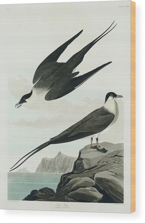 Audubon Birds Wood Print featuring the drawing Arctic Yager #1 by John James Audubon