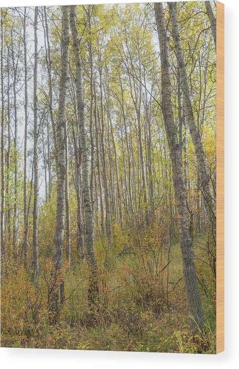 Woods Wood Print featuring the photograph Autumn Woods #1 by Phil And Karen Rispin