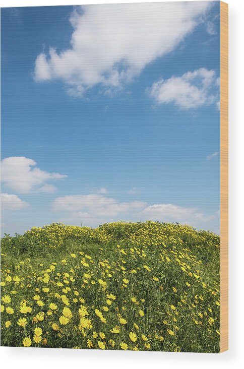Flowers Wood Print featuring the photograph Field with yellow marguerite daisy blooming flowers against and blue cloudy sky. Spring landscape nature background by Michalakis Ppalis