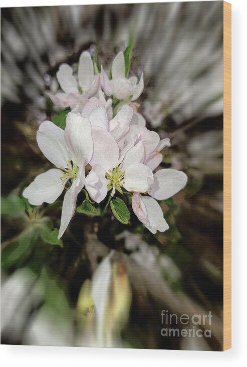 2021 Wood Print featuring the photograph 2021 White Apple Blossom Zoom Blur Photograph by Delynn Addams